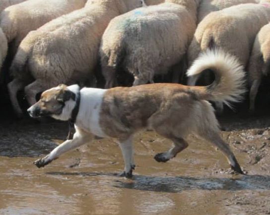 Welsh Sheepdog Plas y Bryniau Merle